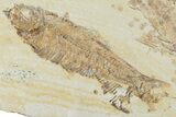 Multiple Fossil Fish (Mioplosus, Knightia & Diplomystus) Plate #307168-3